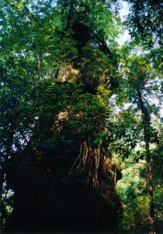 ���v���ʐ^